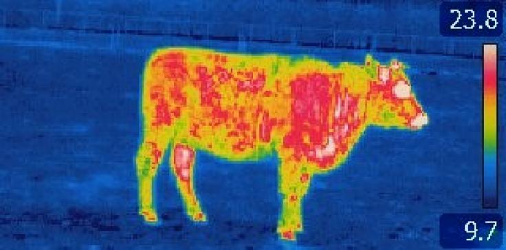 (Thermisch) Onderzoek naar lekkage in vloerverwarming van veebedrijf