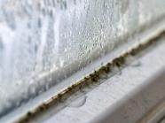 Nieuws vocht en schimmel in woningen